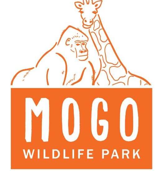Mogo Zoo prices